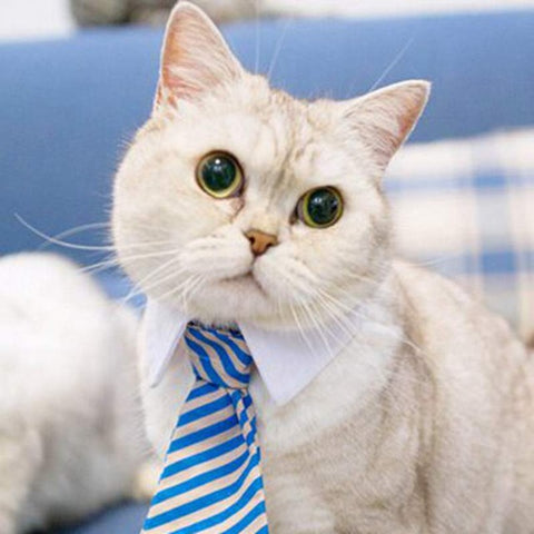 [VT] Dog Collar Cat Collar ,Pet bow ties, Cat Tie, Dog Tie, Smart-Looking Pet Costume