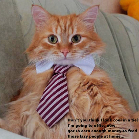 [VT] Dog Collar Cat Collar ,Pet bow ties, Cat Tie, Dog Tie, Smart-Looking Pet Costume